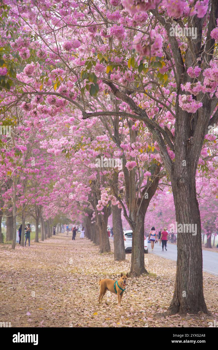 Les fleurs d'arbre de trompette rose à l'Université Kasetsart, Kamphaeng Saen Campus, Nakhon Pathom, sont en pleine floraison pendant 2-3 périodes, autour de février - mars Banque D'Images