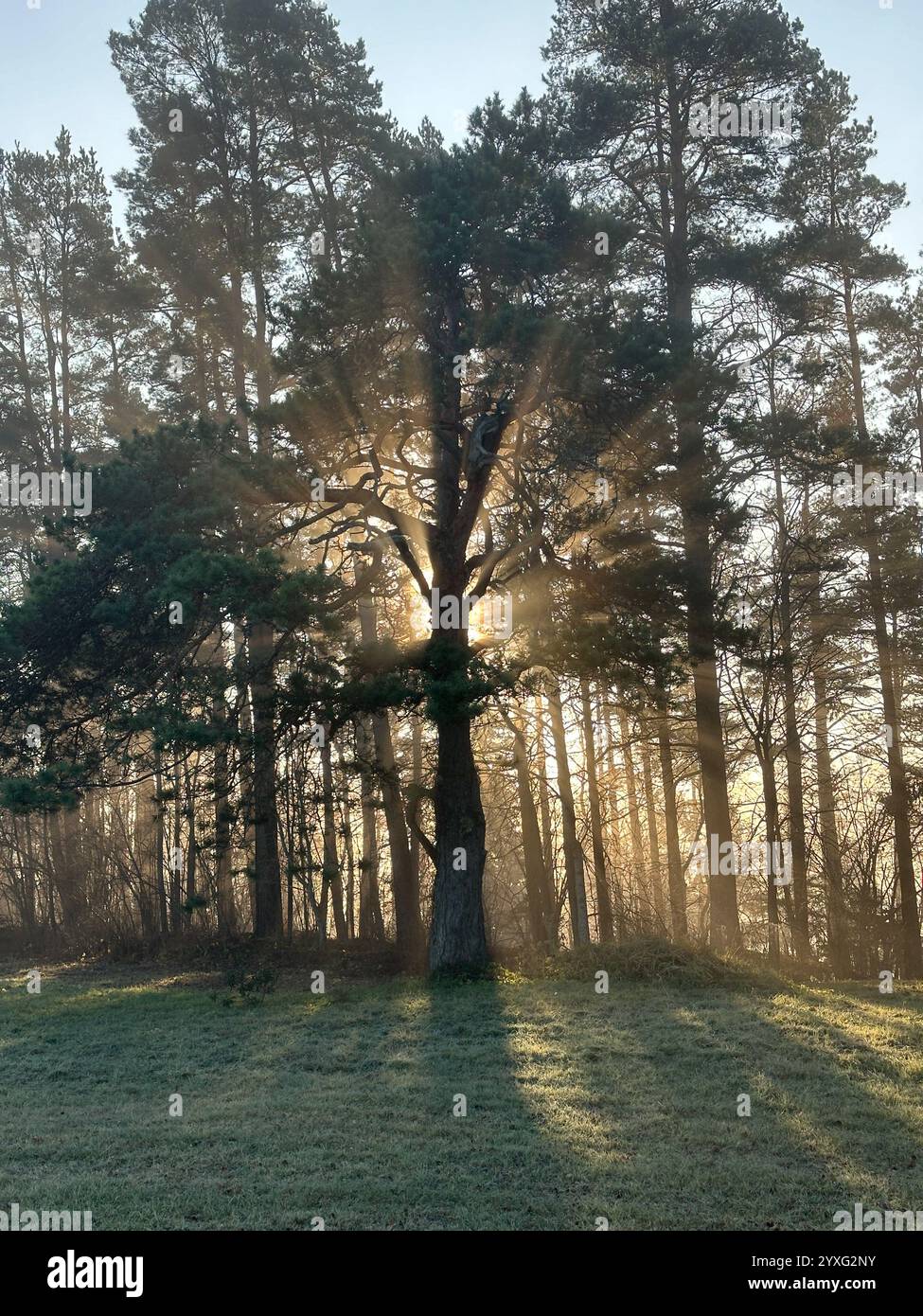 chêne mystique à travers lequel la lumière du soleil orange du coucher du soleil brille dans la brume dans le gel hivernal. Banque D'Images