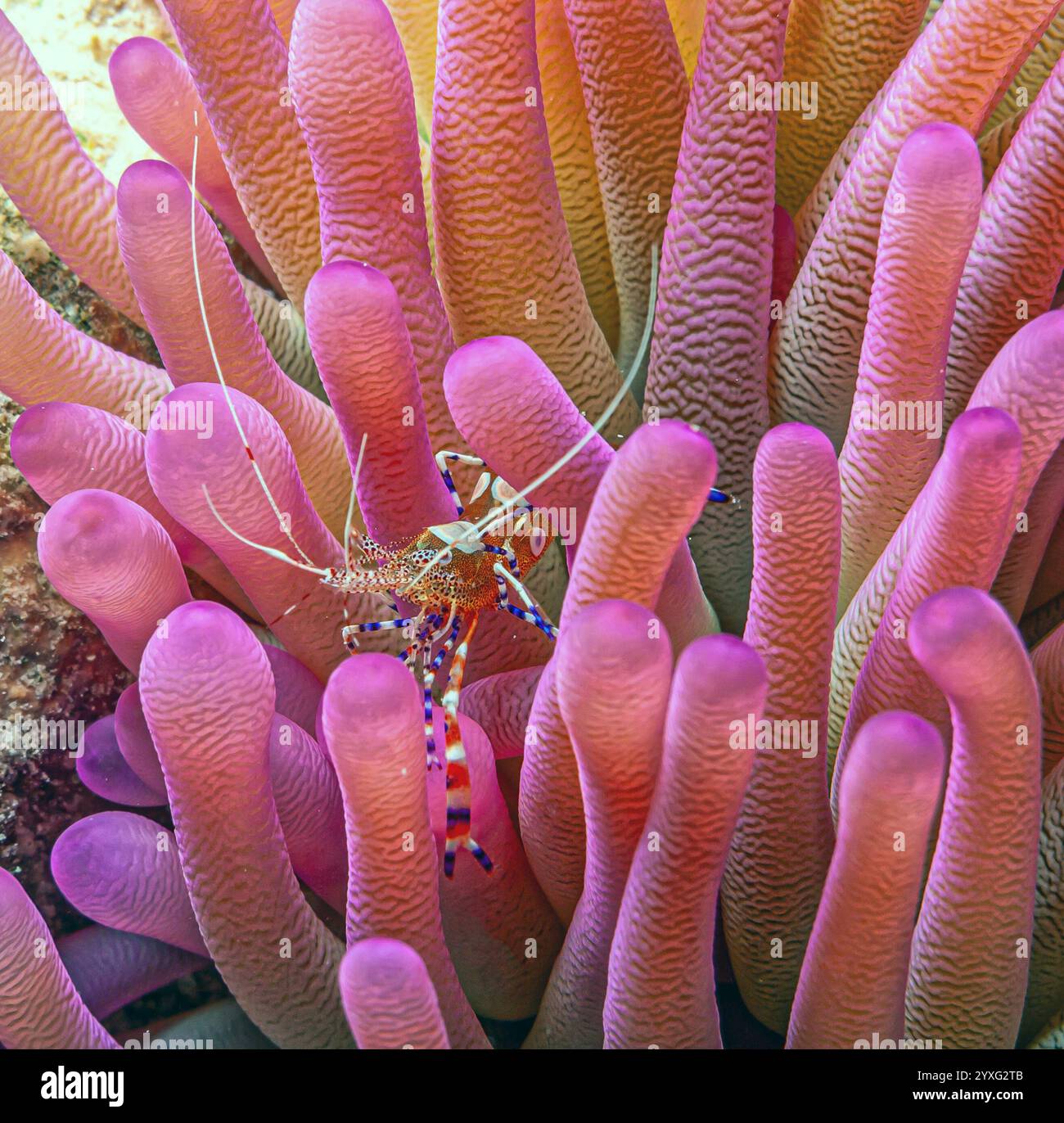 crevettes tachetées plus propres, Periclilènes yucatanicus, est une sorte de crevettes plus propres communes à la mer des Caraïbes Banque D'Images