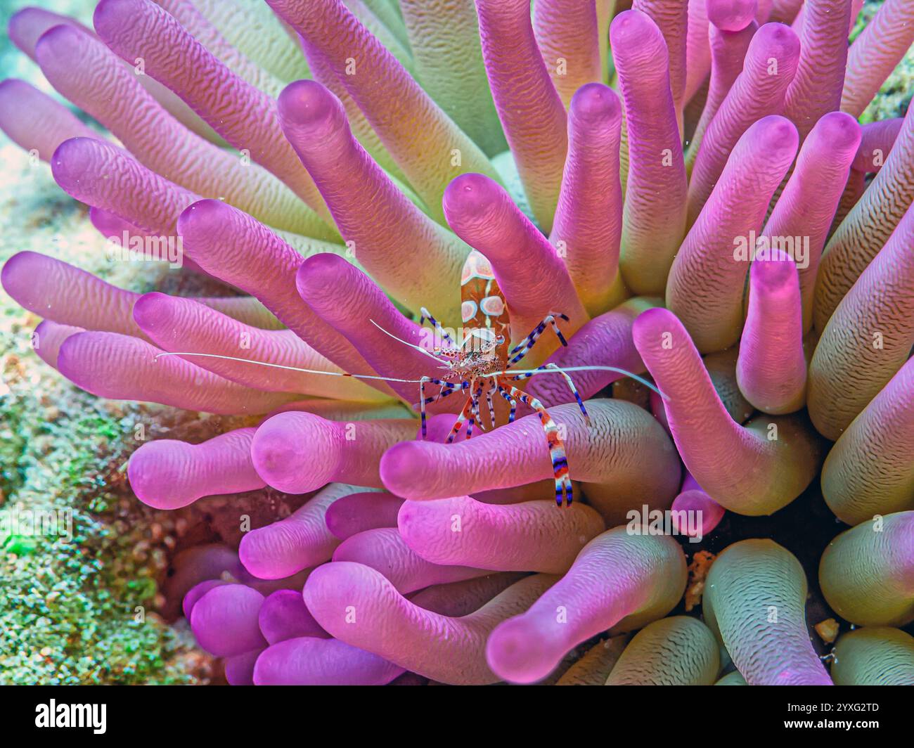 crevettes tachetées plus propres, Periclilènes yucatanicus, est une sorte de crevettes plus propres communes à la mer des Caraïbes Banque D'Images