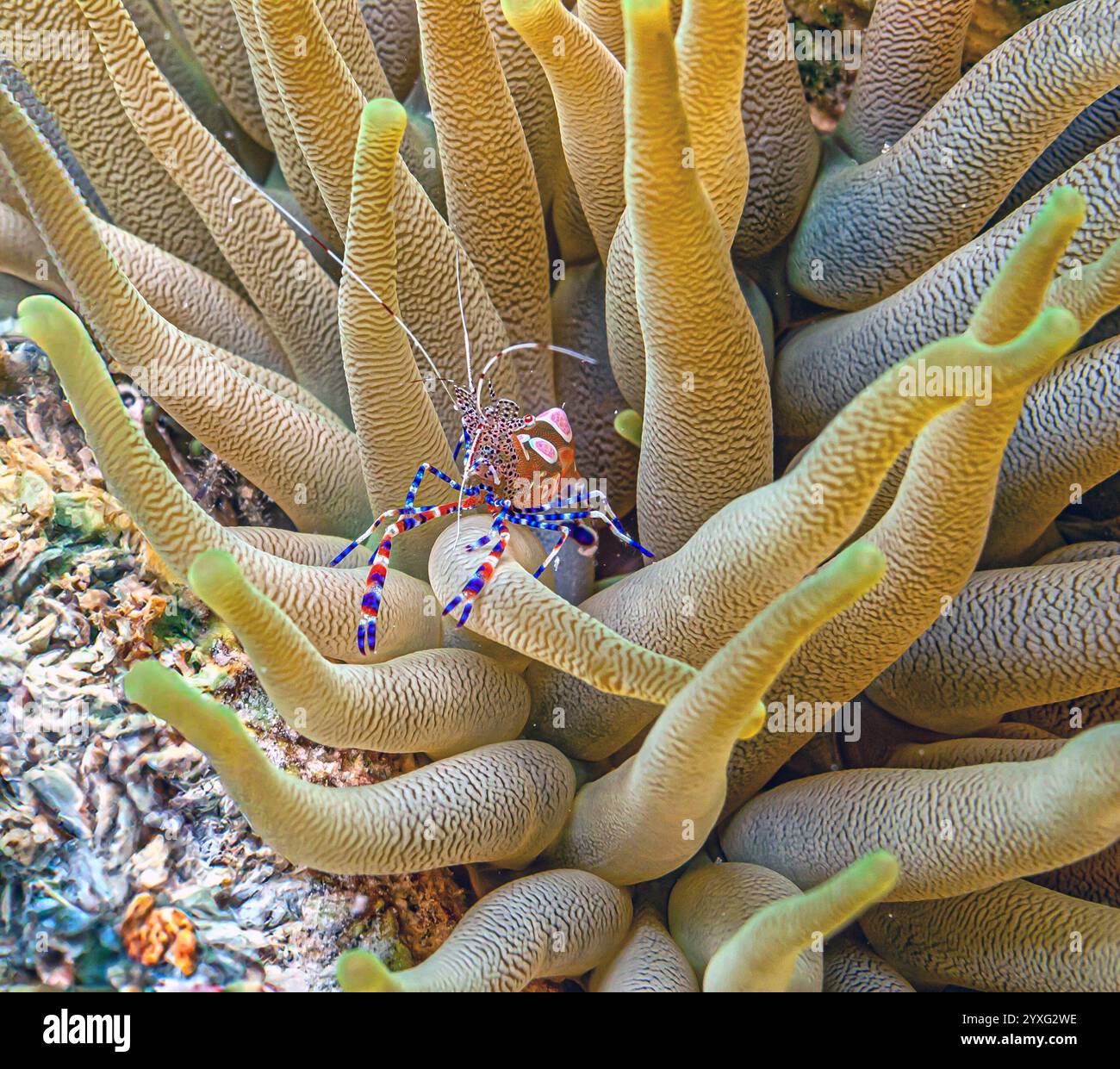 crevettes tachetées plus propres, Periclilènes yucatanicus, est une sorte de crevettes plus propres communes à la mer des Caraïbes Banque D'Images