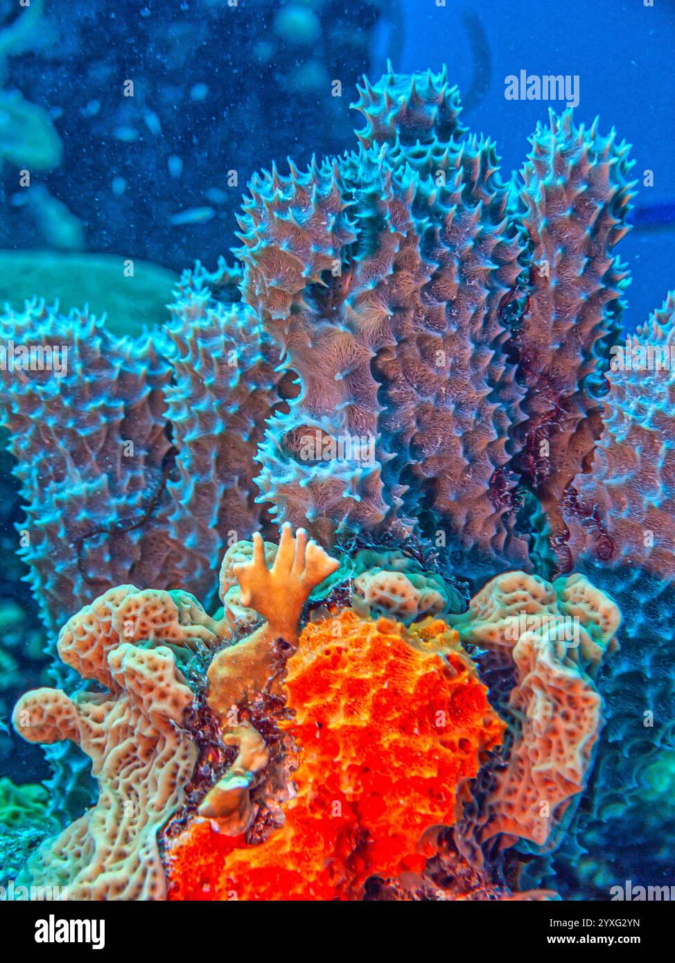 Récif corallien des Caraïbes, au large des côtes de l'île de Bonaire Banque D'Images