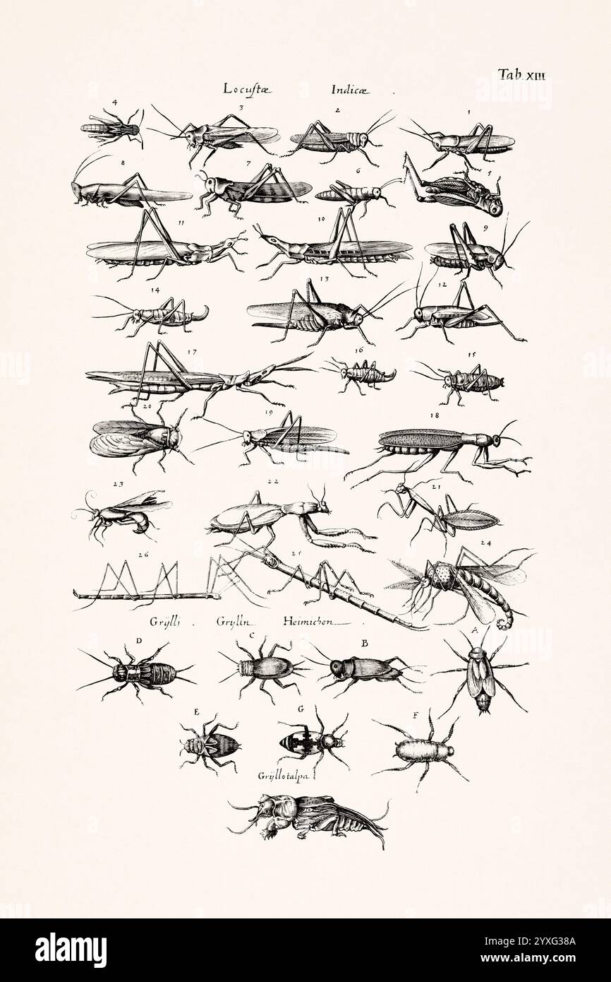 Illustration d'insecte antique par Joannes Jonstonus. gravure du xviie siècle représentant divers insectes. Banque D'Images