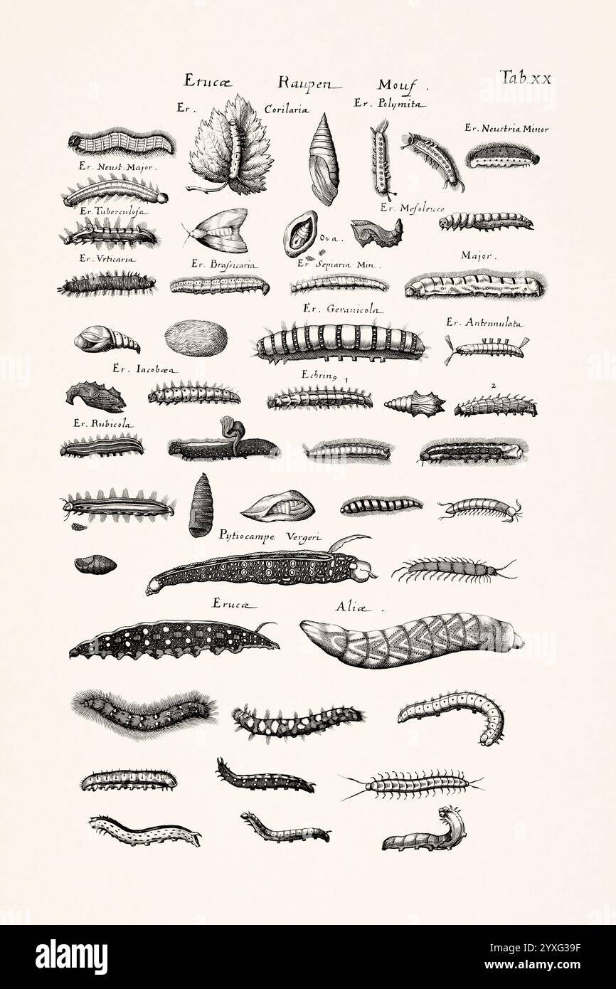 Illustration d'insecte antique par Joannes Jonstonus. gravure du xviie siècle représentant divers insectes. Banque D'Images