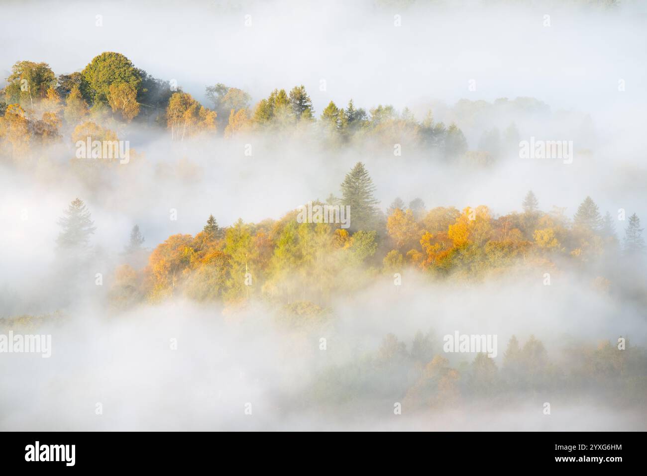 Arbres colorés d'automne par un matin brumeux dans le Lake District, Royaume-Uni. Banque D'Images