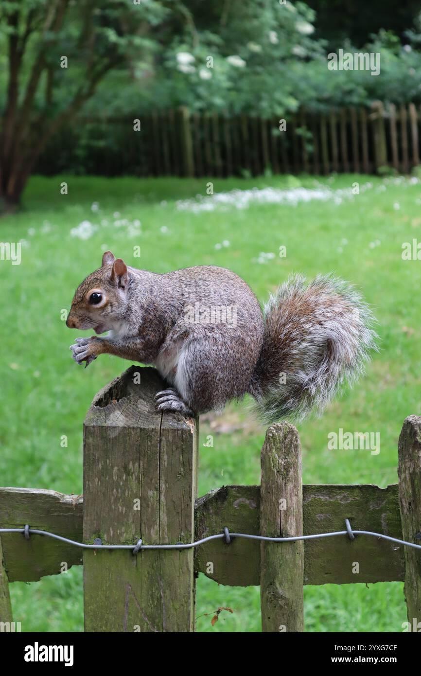 Mignon petit écureuil gris assis sur une clôture autour du Holland Park à Londres. Banque D'Images