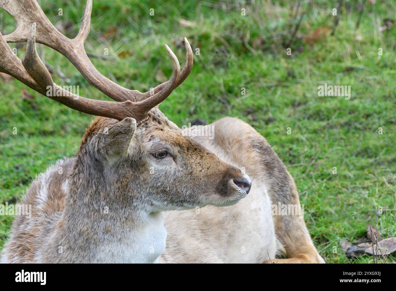 Jallow Deer (Dama dama) buck (mâle) détente dans le parc de cerfs de Boughton Monchelsea. Décembre, Royaume-Uni, Kent, Banque D'Images