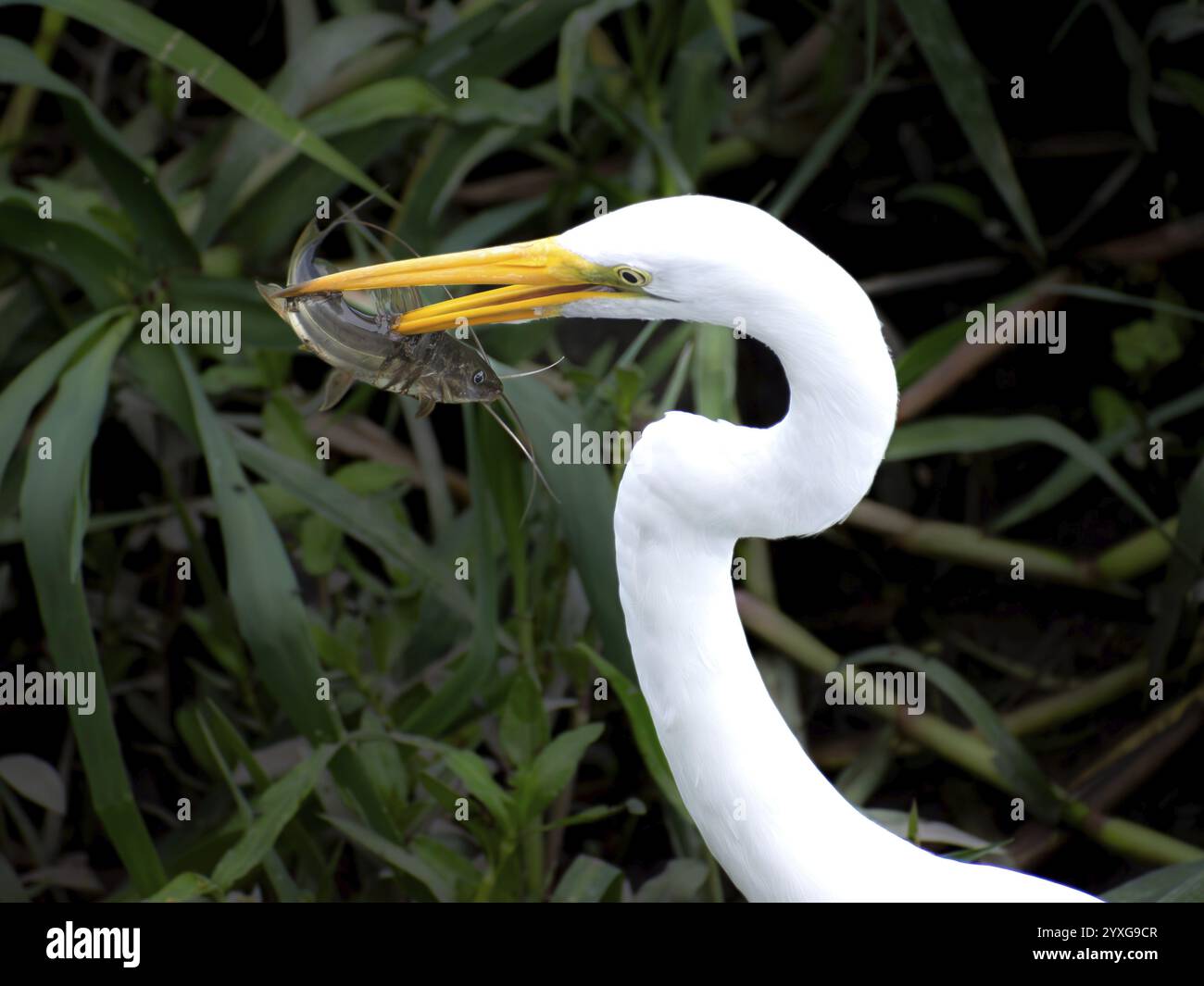 Grande aigrette blanche (Ardea alba) avec des poissons proies dans une réserve naturelle à Buenos Aires, Argentine, Amérique du Sud Banque D'Images