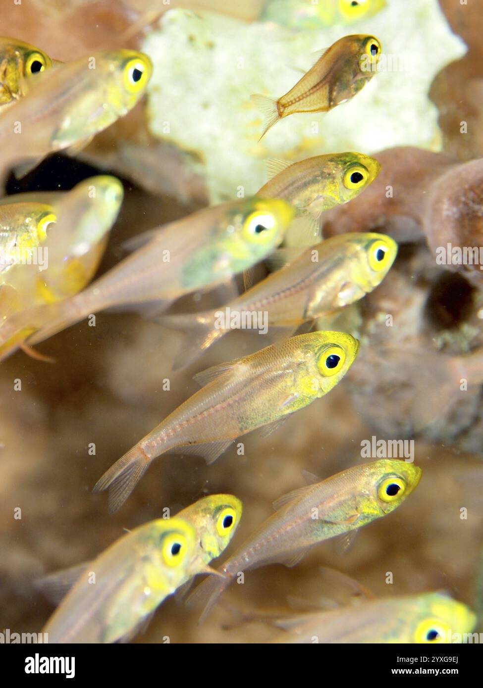 Une école de petits poissons aux yeux jaunes frappants, balayeuse pigmée (Parapriacanthus ransonneti), en eau claire, site de plongée Sweet Reef, Penyapangan, Bali Banque D'Images