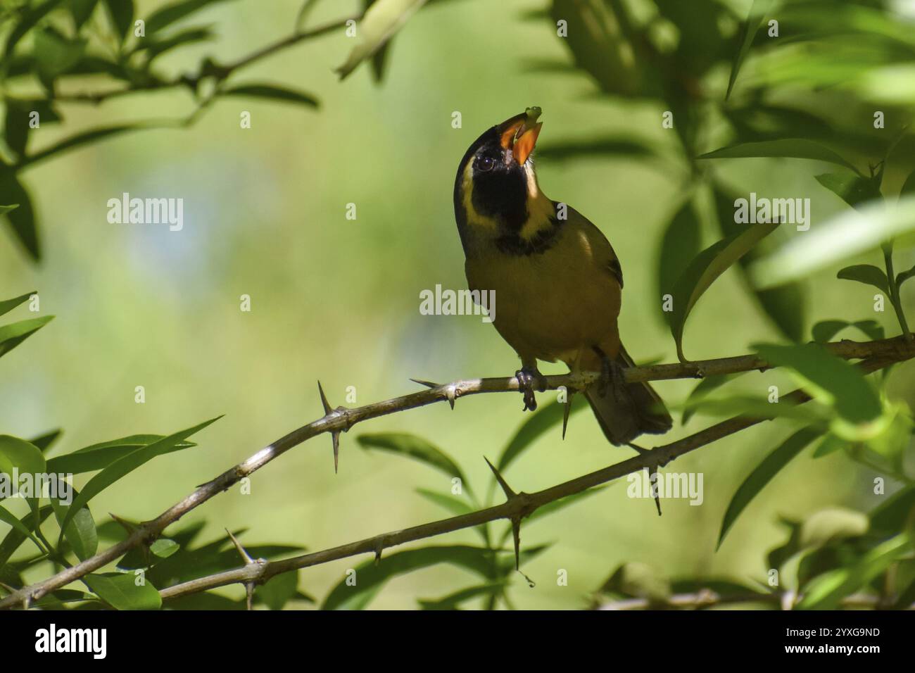 Saltator aurantiirostris (Saltator aurantiirostris) à bec doré dans une réserve naturelle de Buenos Aires, Argentine, Amérique du Sud Banque D'Images