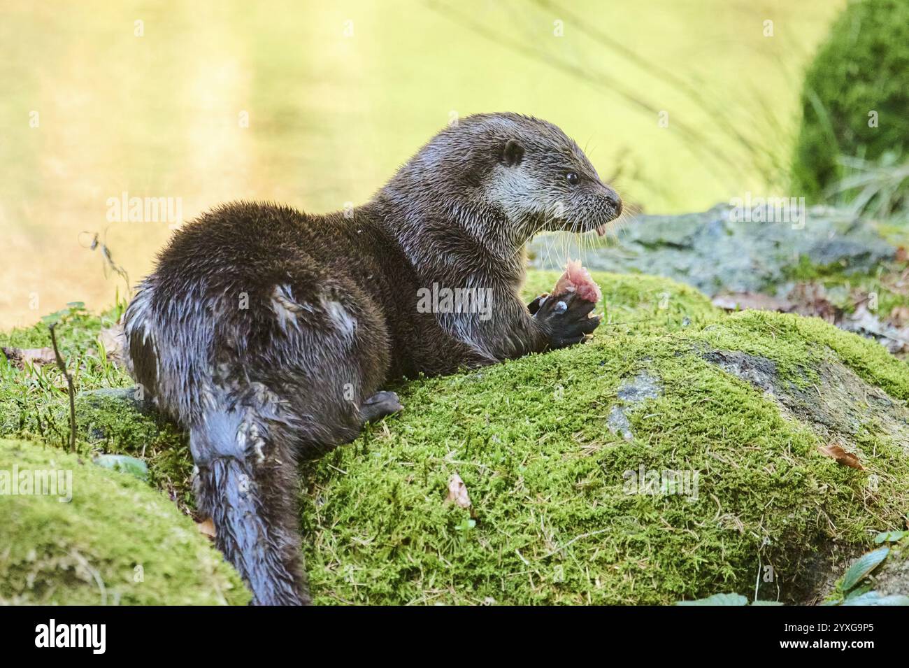 Loutre eurasienne (Lutra lutra) mangeant un poisson sur un rocher dans la forêt bavaroise, Bavière, Allemagne, Europe Banque D'Images