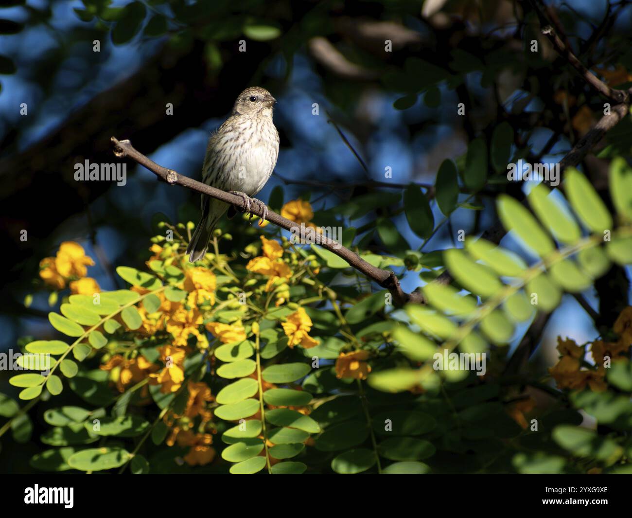 Tanager de safran femelle vivant en liberté (Sicalis flaveola) dans une réserve naturelle de Buenos Aires, Argentine, Amérique du Sud Banque D'Images