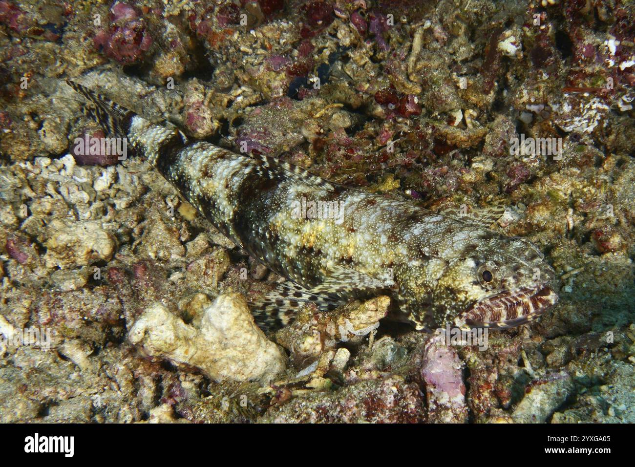 Un poisson bien camouflé, le lézard gracile (Saurida gracilis), reposant sur un fond marin rocheux et partiellement coloré, site de plongée SD, Nusa Ceningan, Nusa Penida Banque D'Images
