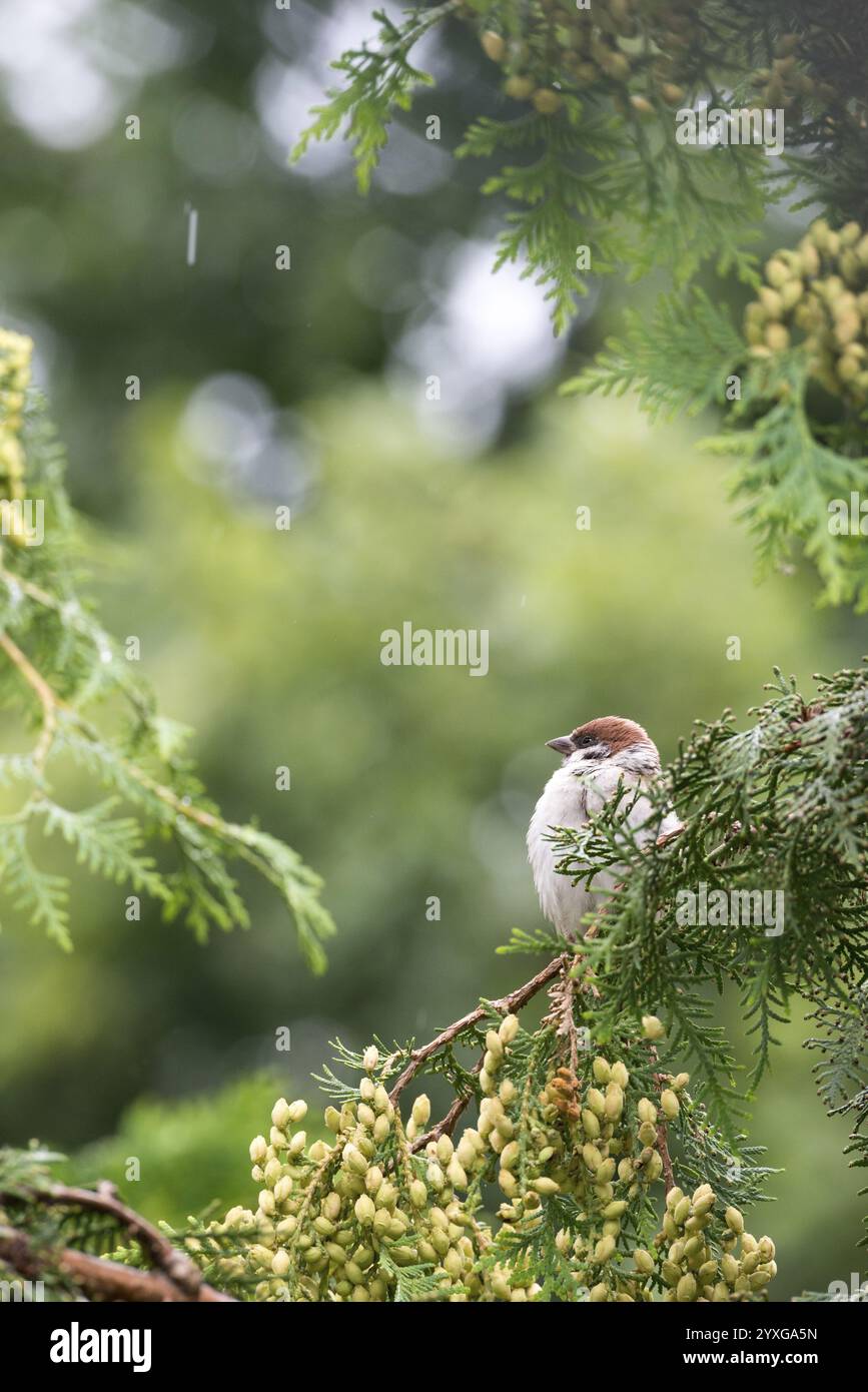 Moineau domestique (passer domesticus), moineau domestique, moineau, mâle assis sur une branche verte sous une pluie légère, Thuja occidentalis avec co frais jaune-vert Banque D'Images