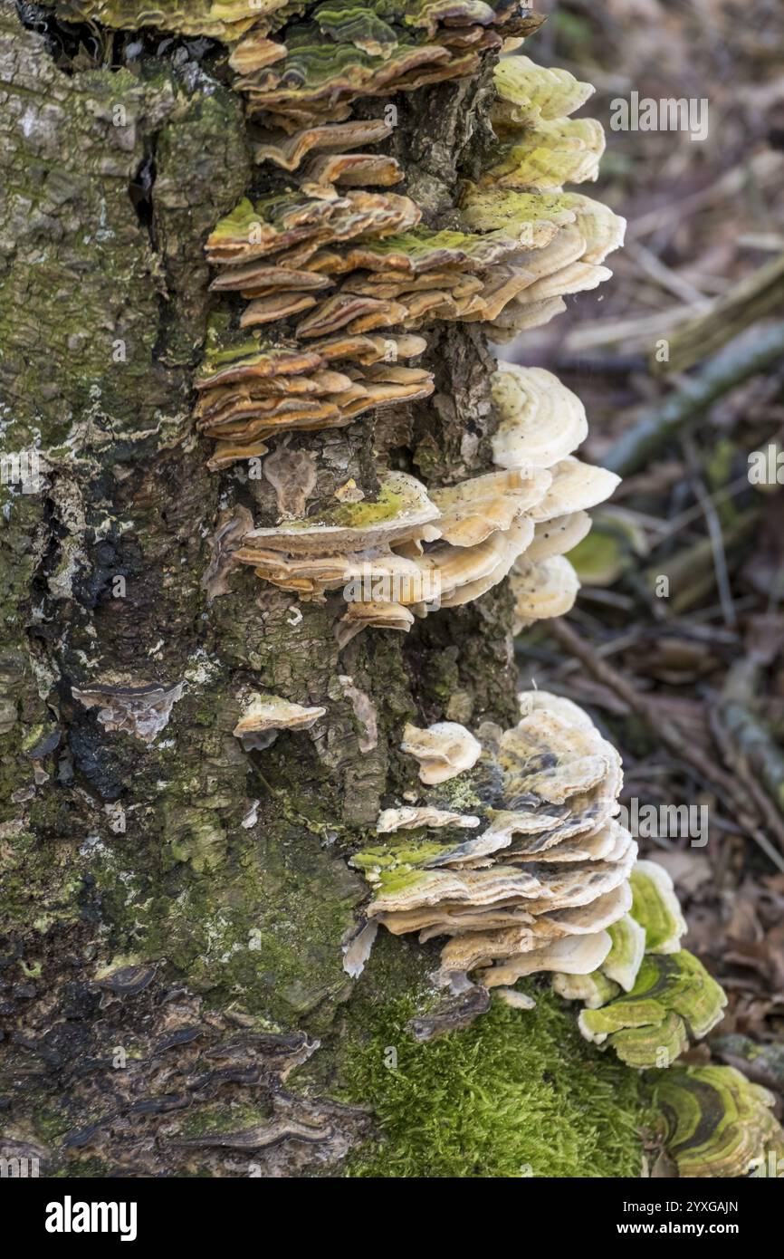 Champignons poussant sur un tronc d'arbre dans la forêt, entouré de mousse avec une atmosphère naturelle et organique, Muensterland, Rhénanie du Nord-Westphalie, Germa Banque D'Images