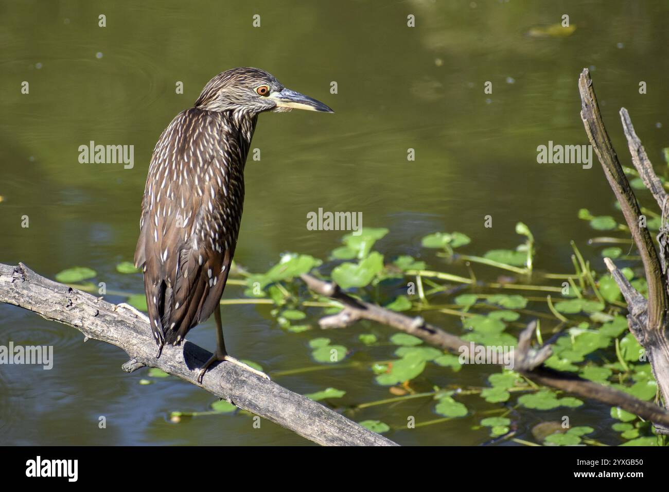 Juvénile d'un héron nocturne (Nycticorax nycticorax) dans une réserve naturelle de Buenos Aires, Argentine, Amérique du Sud Banque D'Images