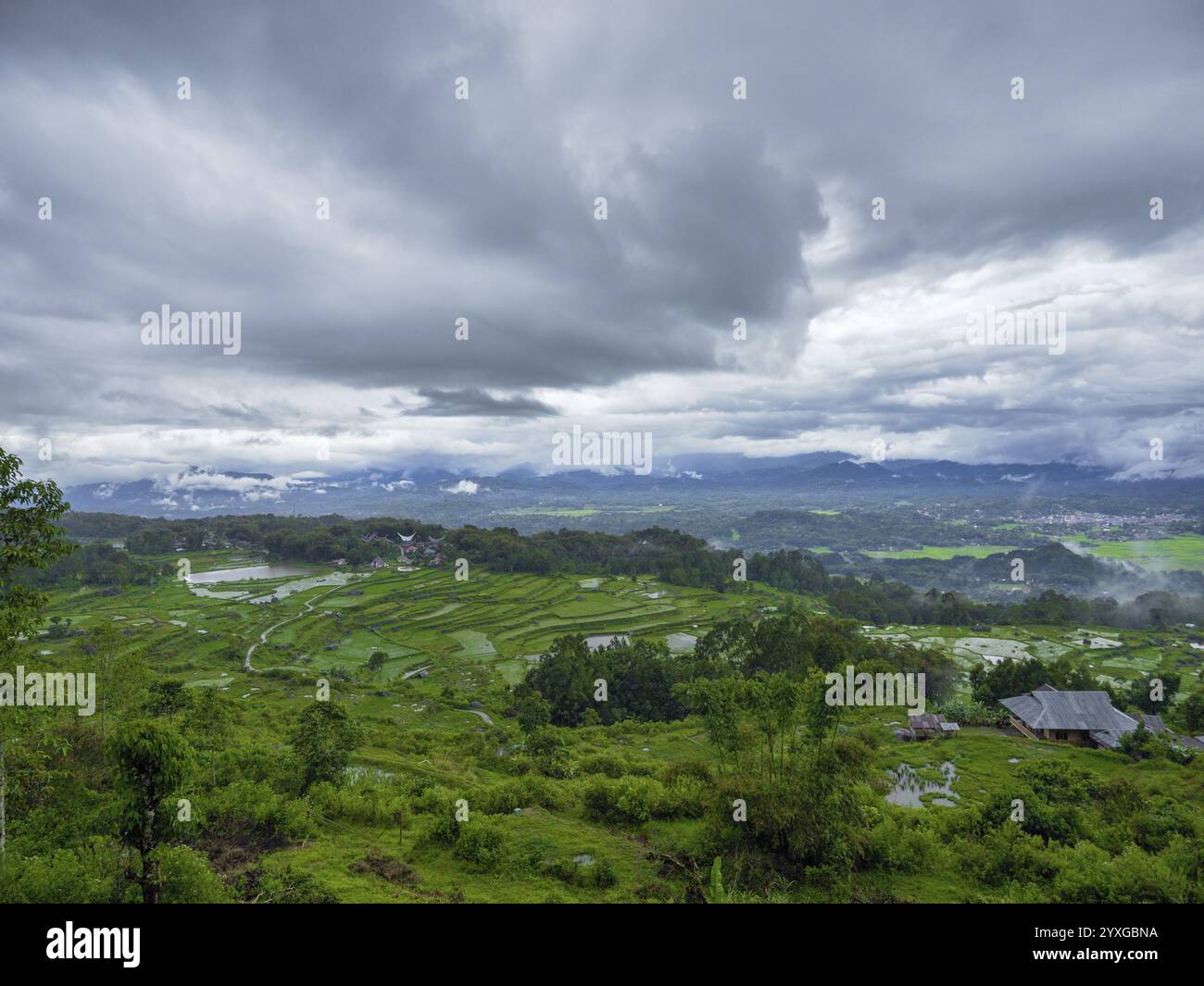 Paysage avec terrasses vertes de riz, Tana Toraja, Sulawesi, Indonésie, Asie Banque D'Images