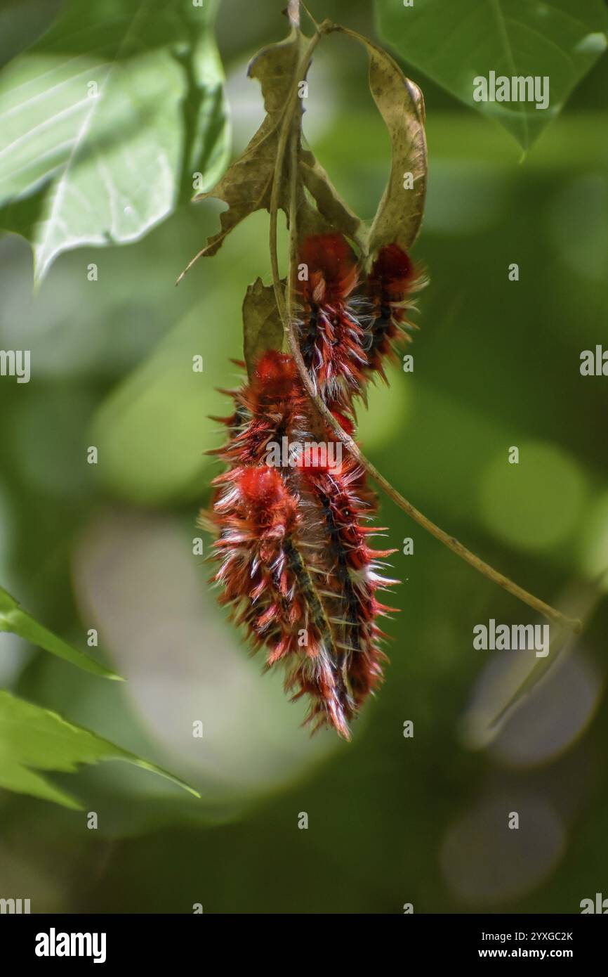 Chenilles du rare papillon Morpho epistrophus argentinus, en espagnol mariposa bandera argentina, dans une réserve naturelle de Buenos Aires, Argentin Banque D'Images