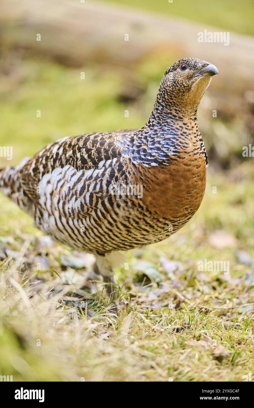 Femelle (poule) capercaillie occidentale (Tetrao urogallus) debout sur le sol à la lisière d'un foest, Bavière, Allemagne, Europe Banque D'Images