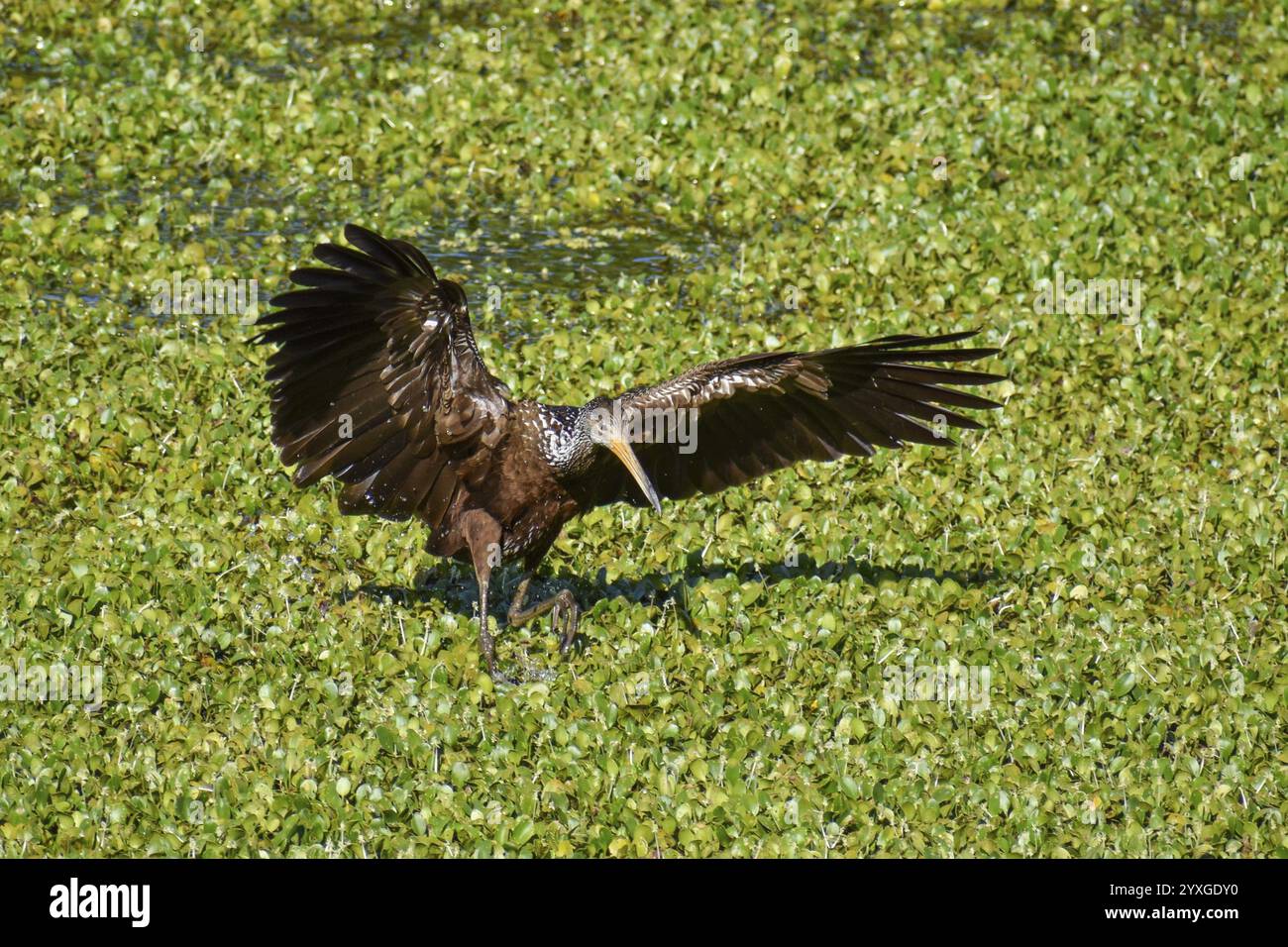 Grue Wattled (Aramus guarauna) atterrissant sur un plan d'eau avec des plantes aquatiques dans une réserve naturelle à Buenos Aires, Argentine, Amérique du Sud Banque D'Images