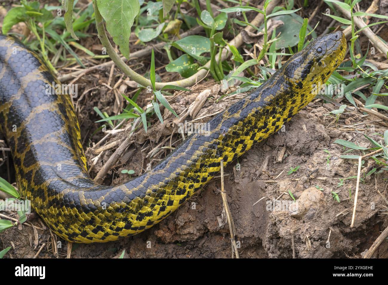 Anaconda jaune (Eunectes notaeus), également connu sous le nom de Paraguay anaconda ou anaconda du sud, boa (Boidae), Pantanal, intérieur des terres humides, UNESCO Biosphère Re Banque D'Images