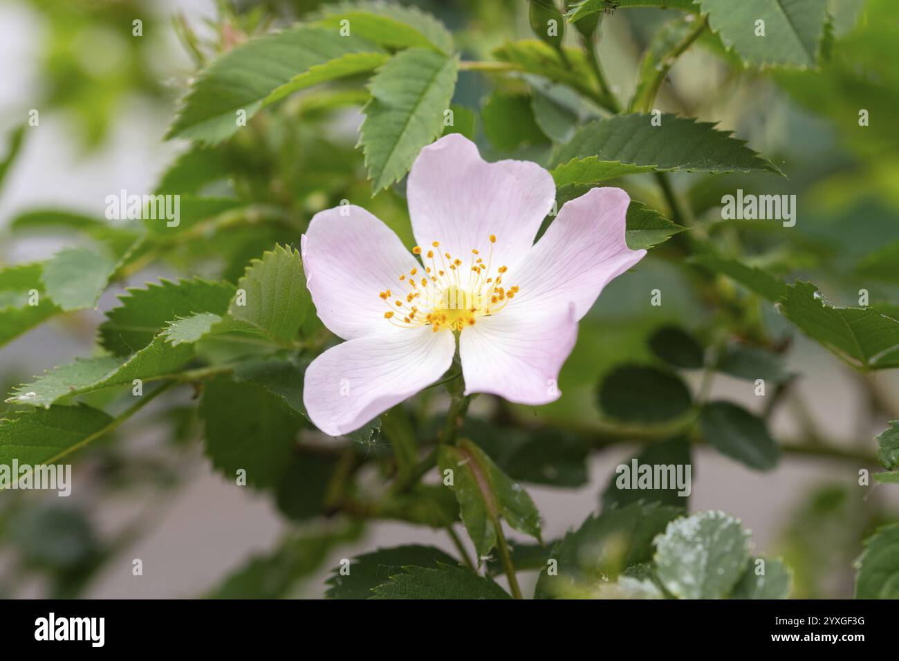 Rose de chien (Rosa canina), gros plan de fleur, Rhénanie du Nord-Westphalie, Allemagne, Europe Banque D'Images