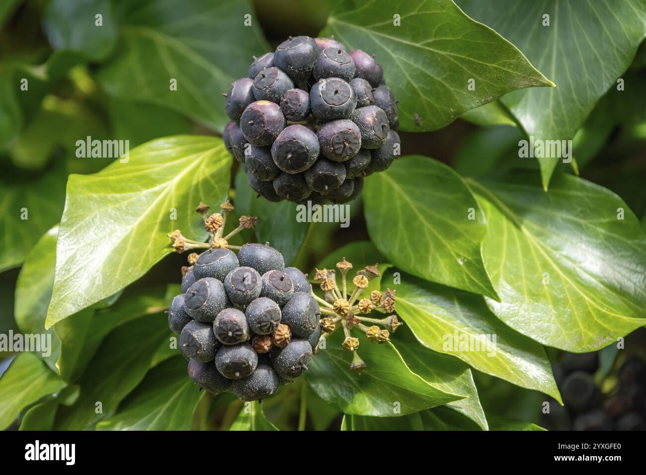 Gros plan de baies mûres et violettes foncées de hedera Helix (lierre commun) sur fond de feuillage vert luxuriant Banque D'Images