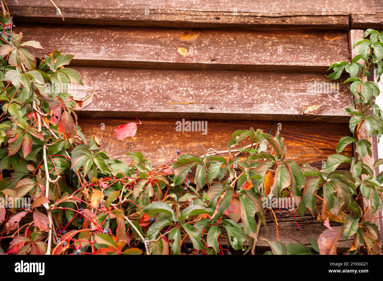 Vignes d'automne aux feuilles rouges et aux baies bleues grimpant sur un mur de bois rustique' Banque D'Images