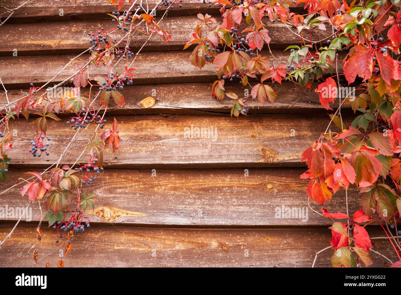 Vignes d'automne aux feuilles rouges et aux baies bleues grimpant sur un mur de bois rustique' Banque D'Images