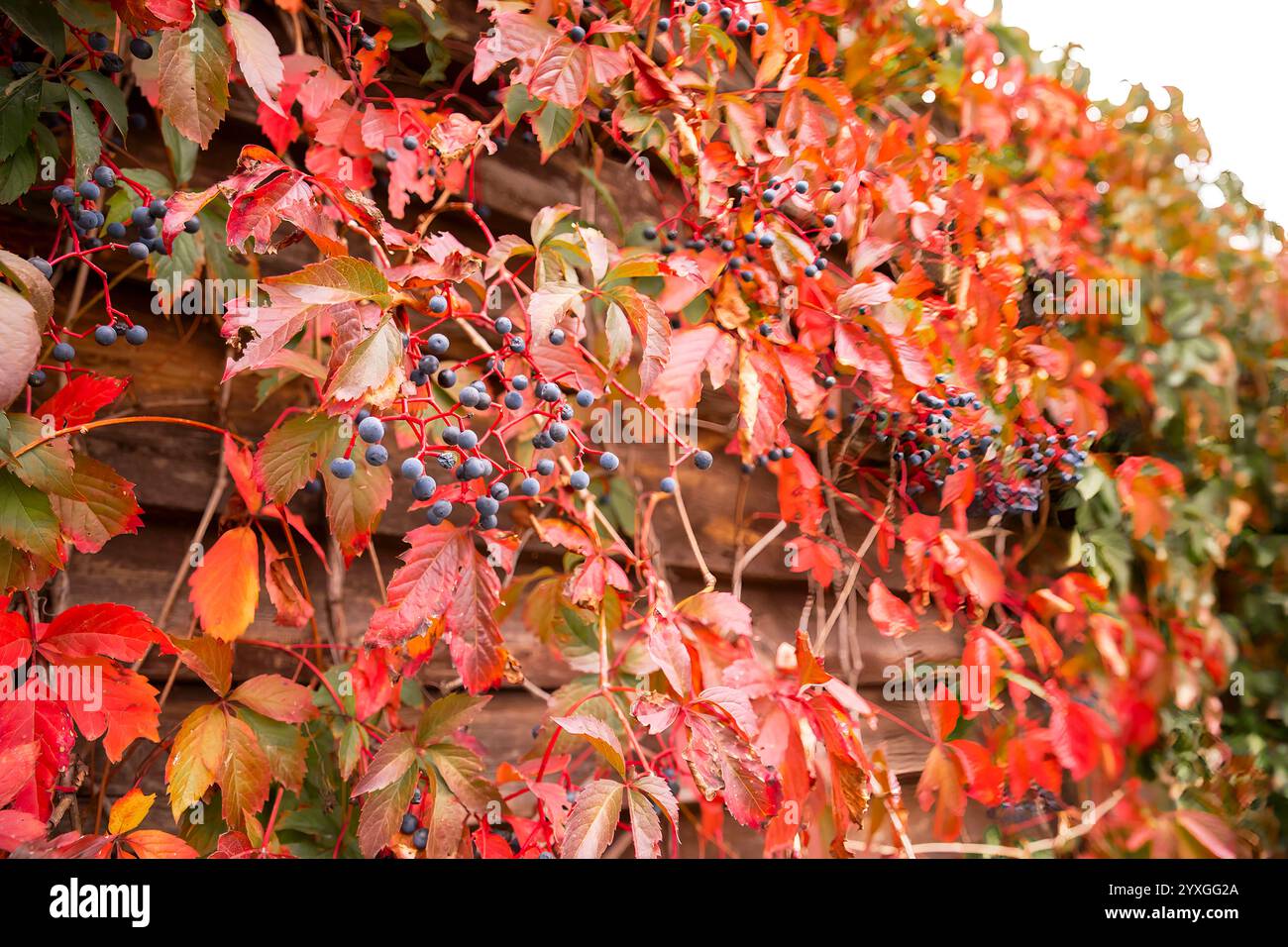 Vignes d'automne aux feuilles rouges et aux baies bleues grimpant sur un mur de bois rustique' Banque D'Images