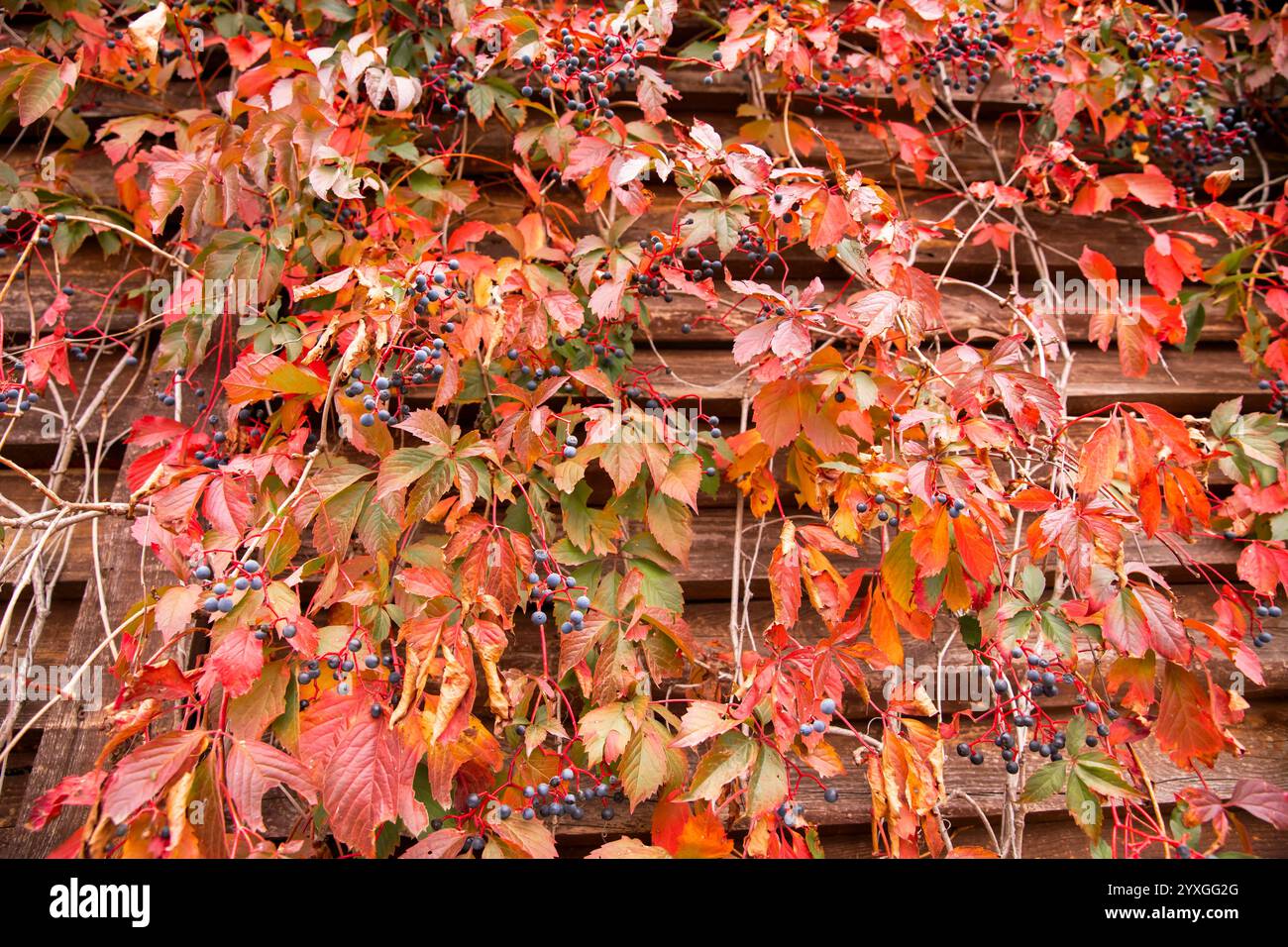 Vignes d'automne aux feuilles rouges et aux baies bleues grimpant sur un mur de bois rustique' Banque D'Images