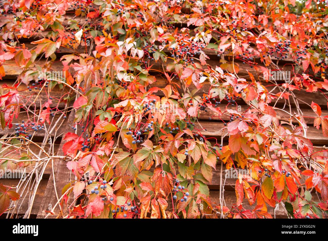 Vignes d'automne aux feuilles rouges et aux baies bleues grimpant sur un mur de bois rustique' Banque D'Images
