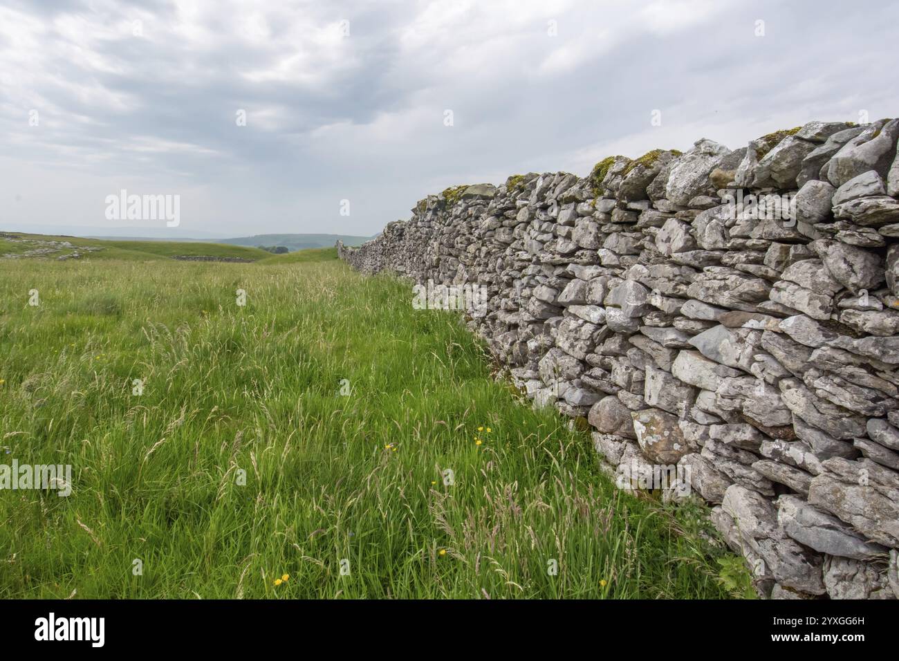 Long mur de pierre sèche divisant les champs d'herbe verte luxuriante dans le parc national des yorkshire dales, en angleterre, sous le ciel nuageux Banque D'Images