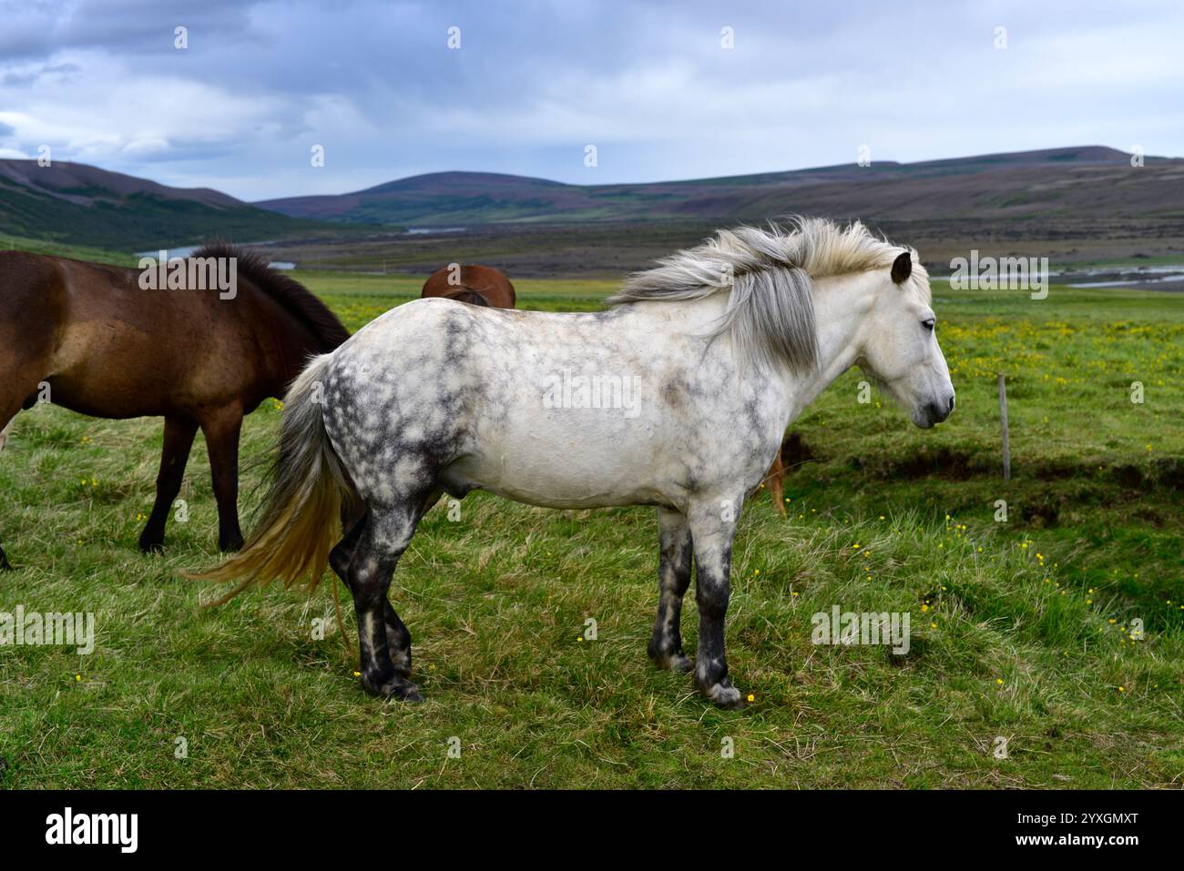 Chevaux islandais (Equus ferus caballus). Le cheval est un mammifère domestiqué. Cette photo a été prise à Aldeyjarfoss, Islande. Banque D'Images