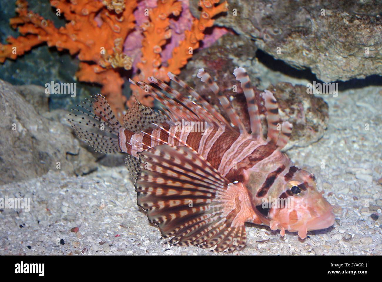 Turkène zébrée, zèbre Dendrochirus Banque D'Images