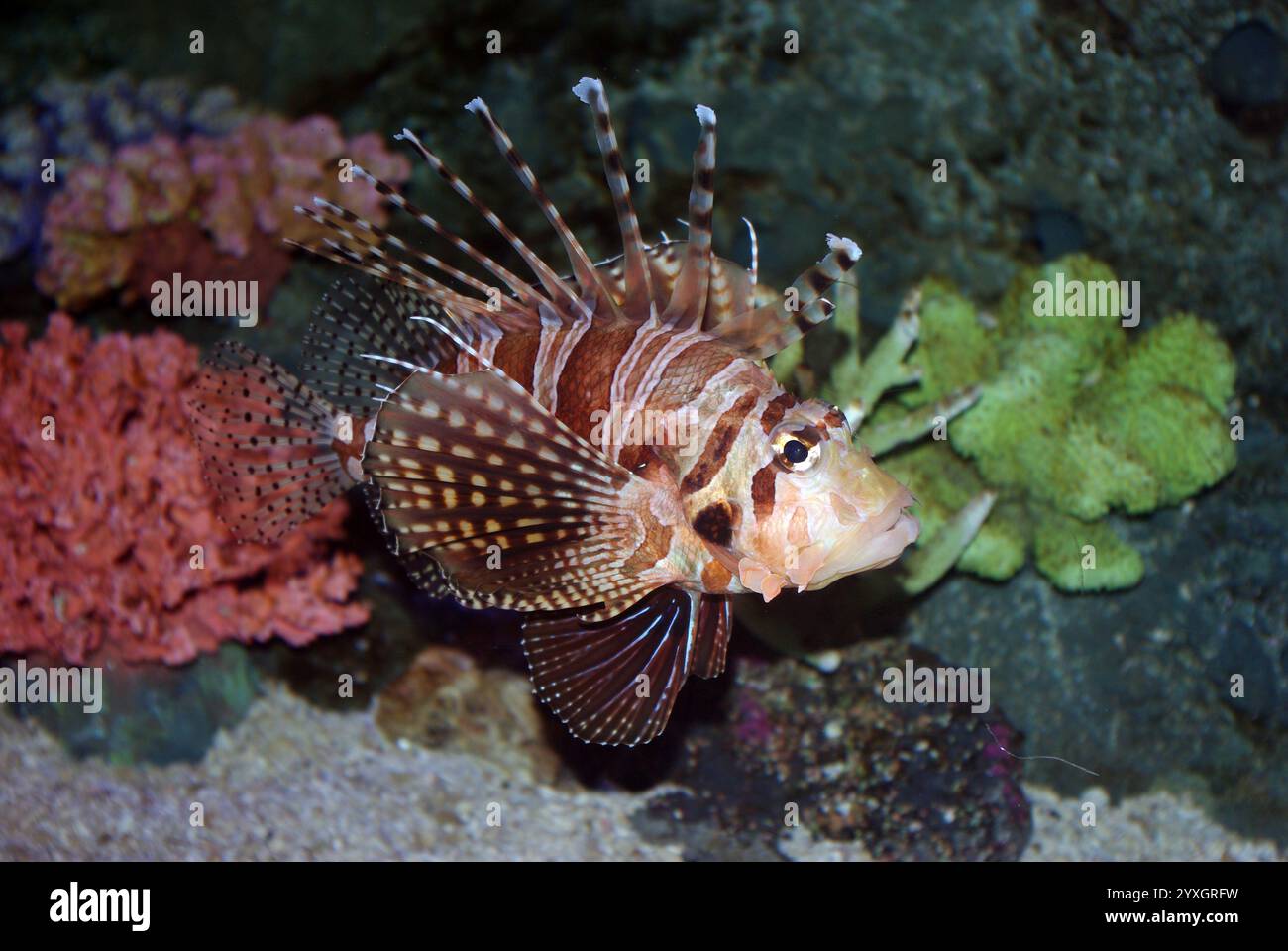 Turkène zébrée, zèbre Dendrochirus Banque D'Images