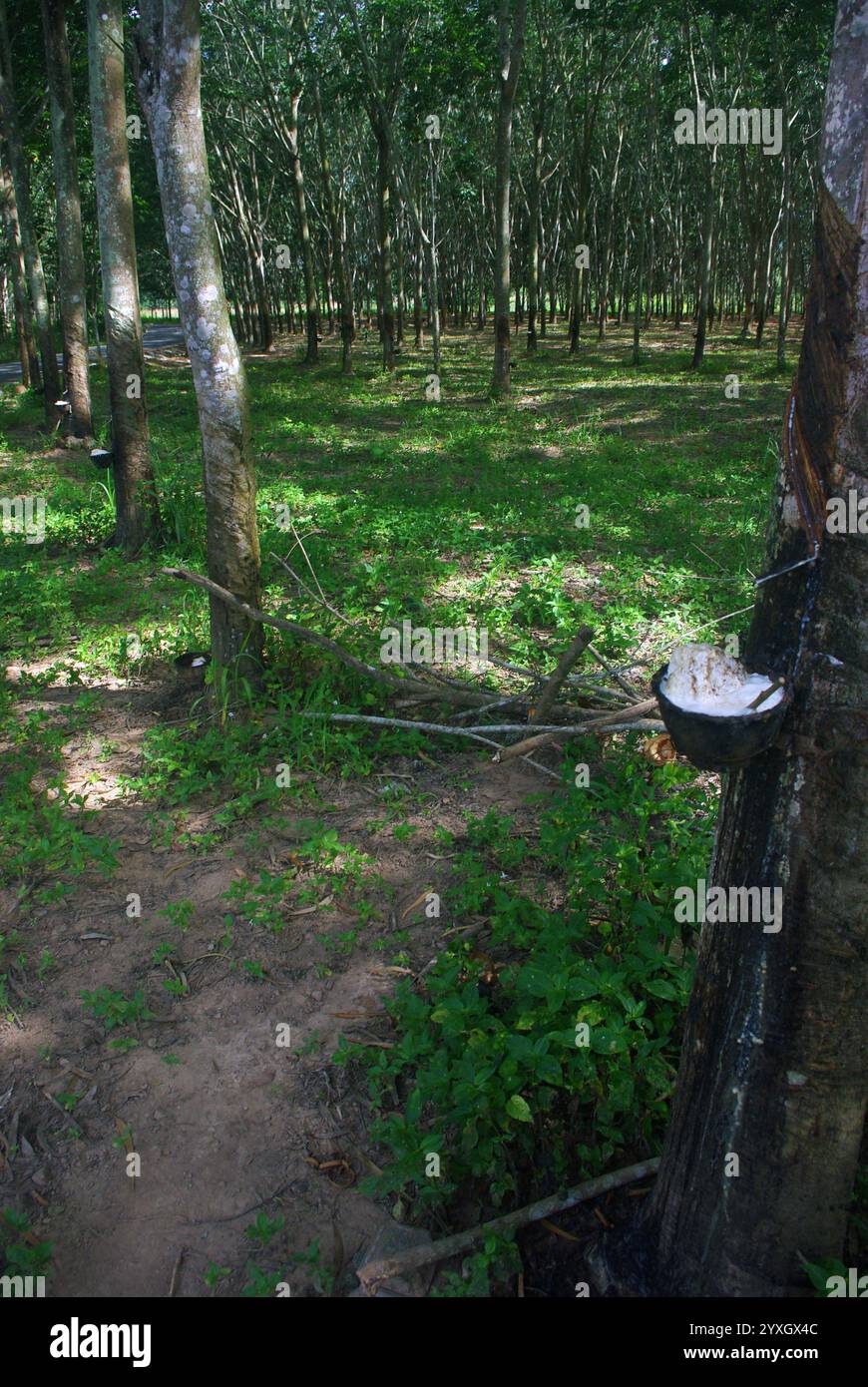 Hevea brasiliensis, l'arbre de caoutchouc Pará, l'arbre de sharinga, seringueira, ou le plus souvent, l'arbre de caoutchouc ou la plante de caoutchouc Banque D'Images