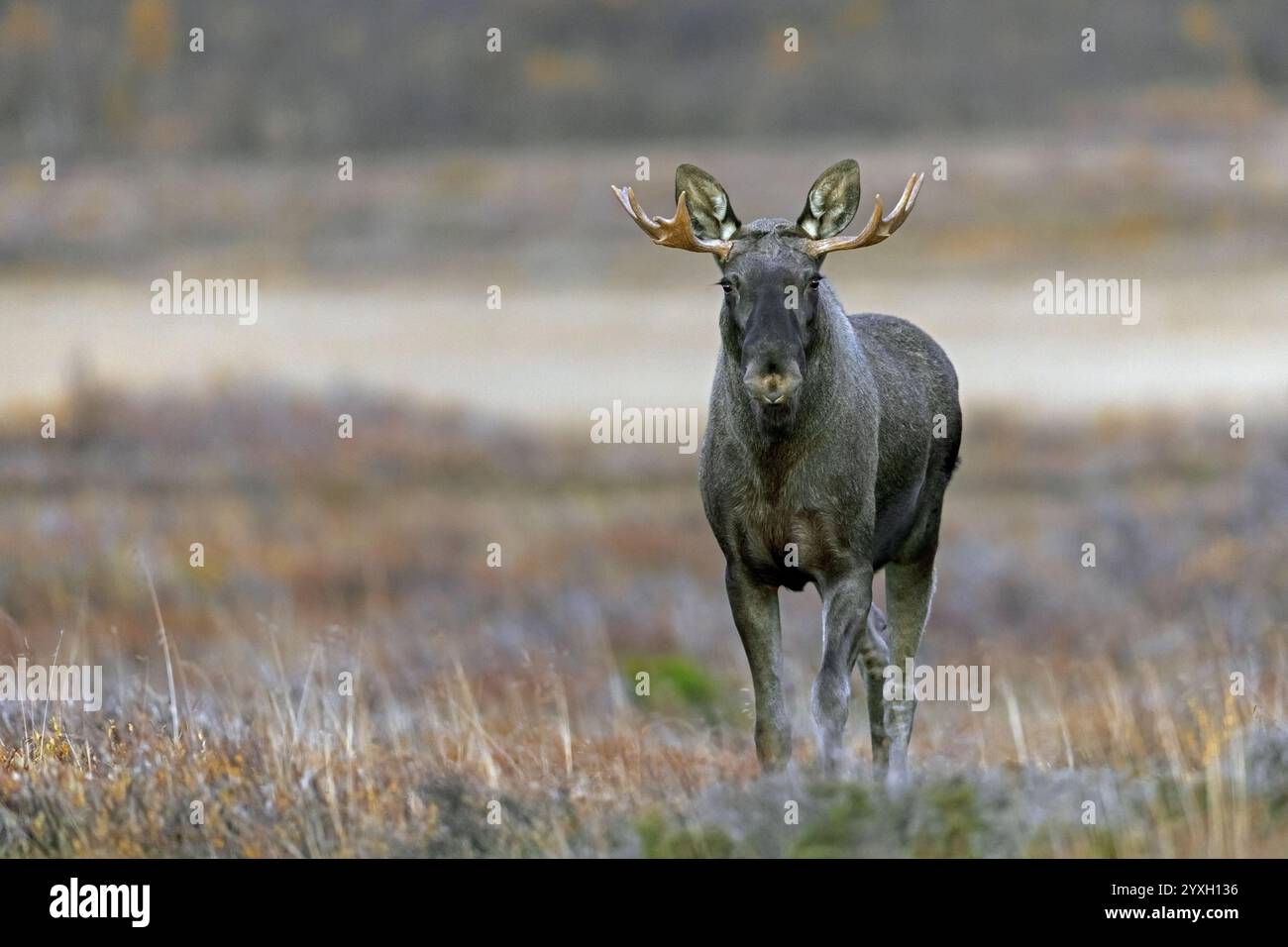 Orignal / élan (Alces alces), taureau adulte / mâle se nourrissant sur la toundra en automne / automne, Suède, Scandinavie Banque D'Images