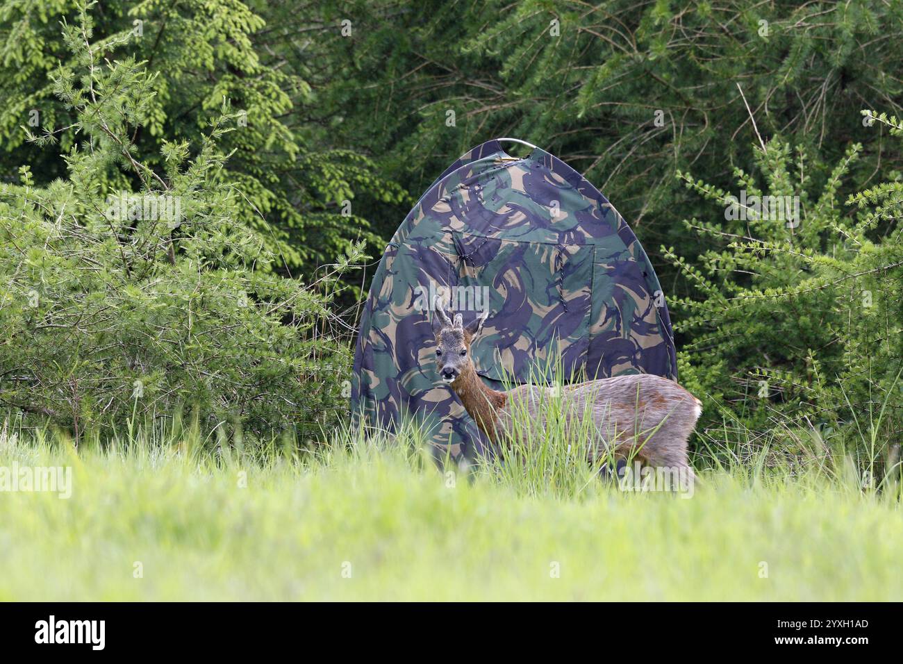 Roe Deer passant devant la peau Banque D'Images