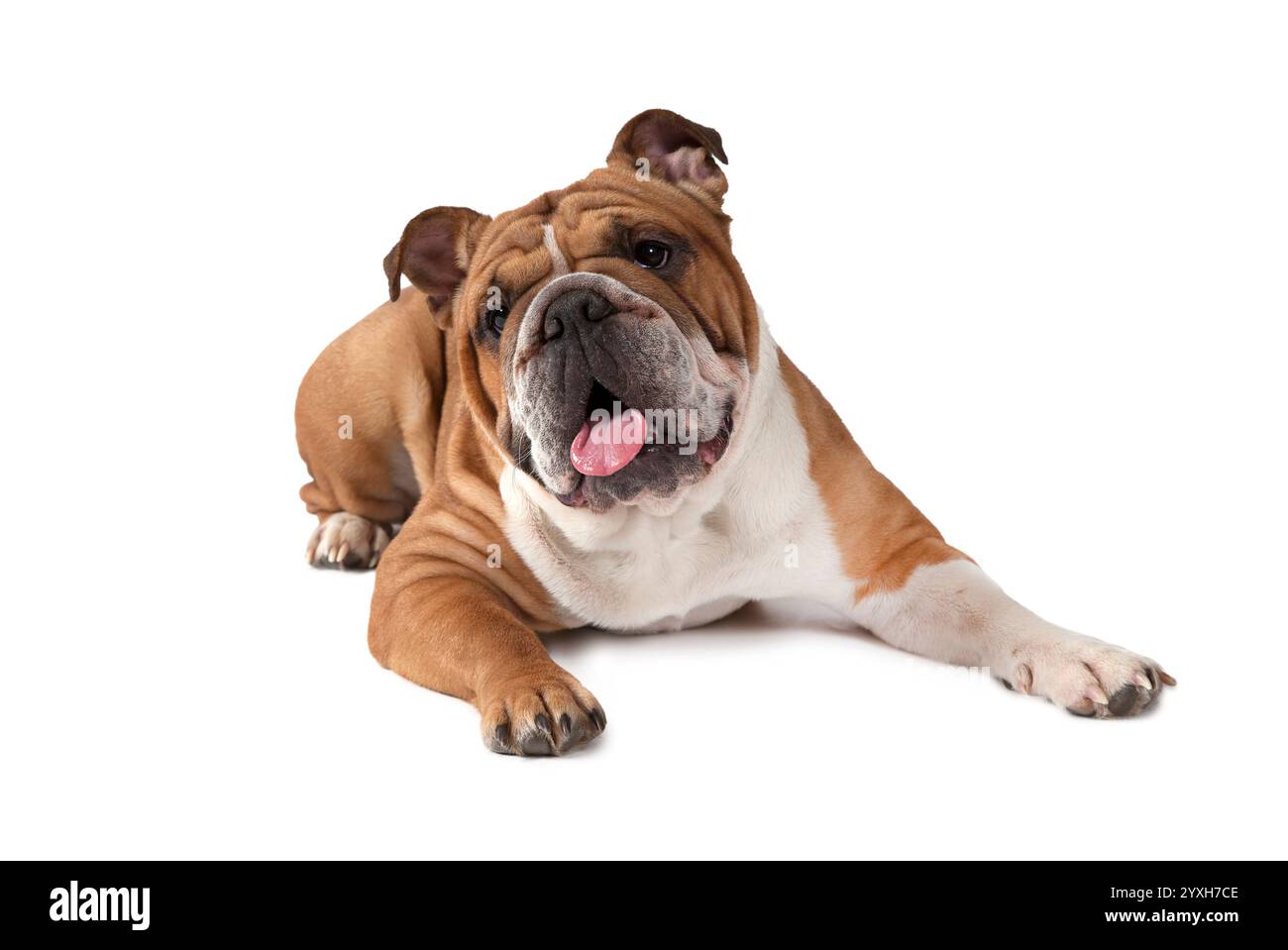 Bulldog anglais allongé sur fond blanc et regardant vers l'avant Banque D'Images