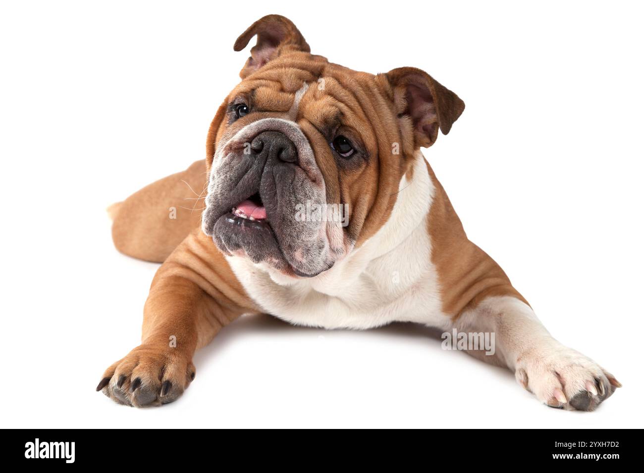 Bulldog anglais de race pure couché sur fond blanc et regardant vers l'avant Banque D'Images