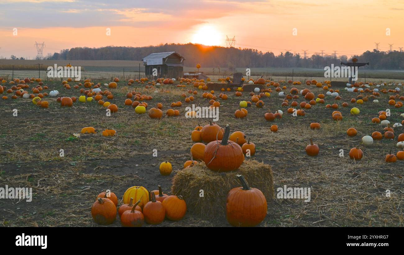 Lever de soleil sur la ferme de citrouilles avec un homme de paille. Banque D'Images