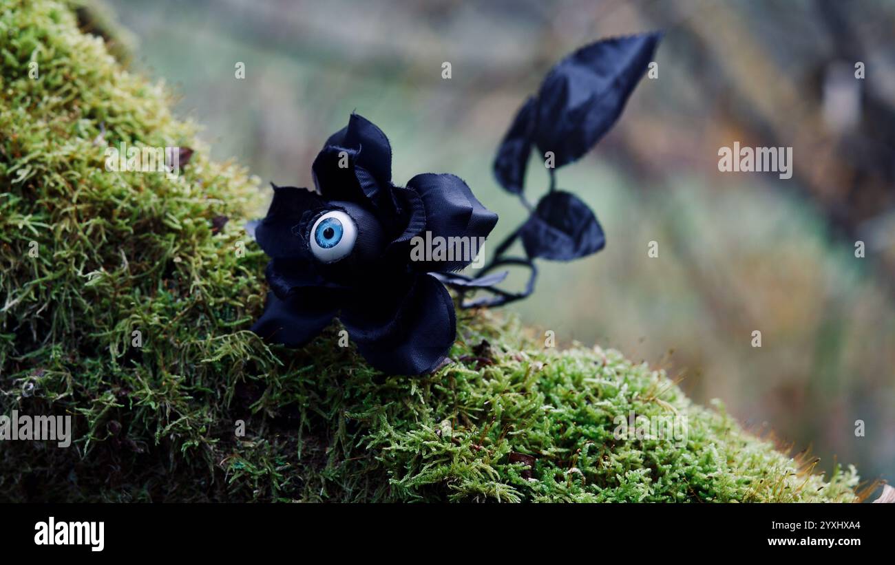 Une rose noire sur une branche moussue. Gothique, Halloween. Banque D'Images