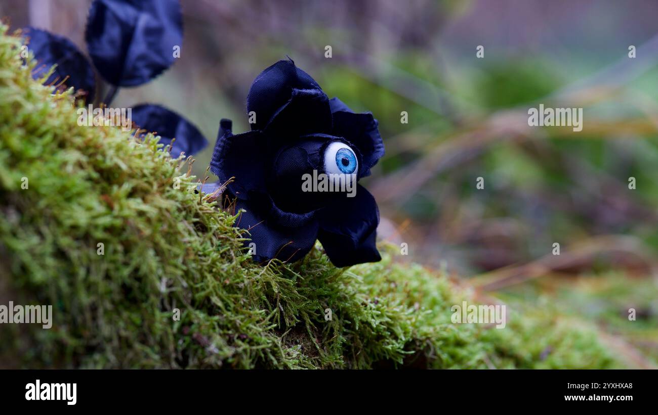 Une rose noire sur une branche moussue. Gothique, Halloween. Banque D'Images