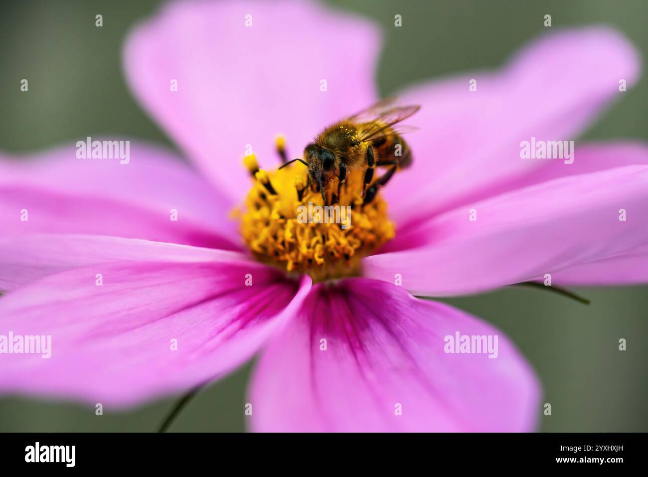 Abeille au travail sur un cosmos Banque D'Images
