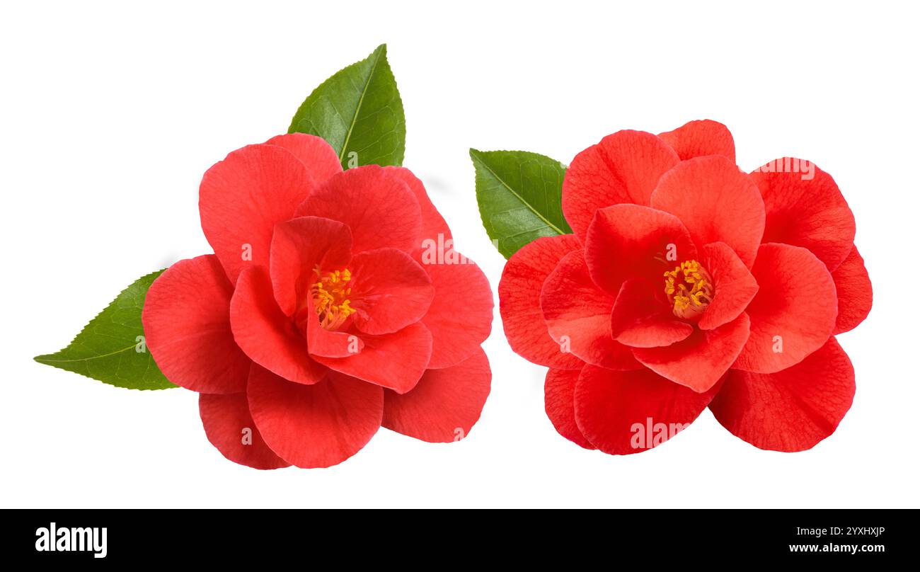 Fleurs de camélia rouges isolées sur fond blanc Banque D'Images