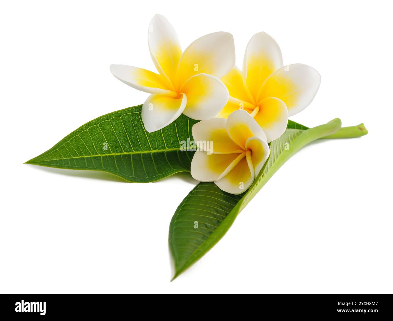 Fleurs de frangipanier avec des feuilles isolées sur fond blanc Banque D'Images