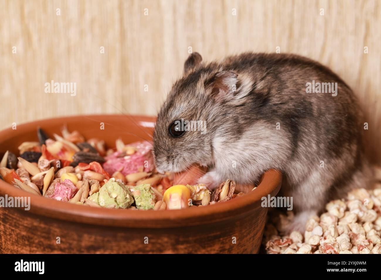 Hamster Djungarian domestique mange de la nourriture. Bol d'alimentation. Hamster nain de Campbells Phodopus campbelli. Dans Cup of grain, Seeds et à côté de House for Hamster Banque D'Images