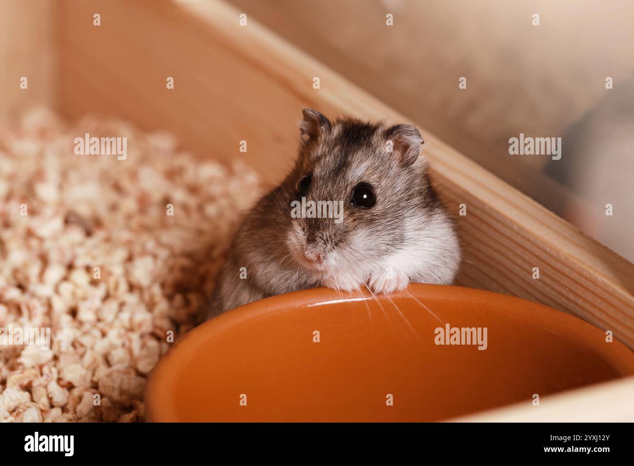 Hamster Djungarian domestique. Vider le bol d'alimentation. Hamster nain de Campbells Phodopus campbelli. Banque D'Images