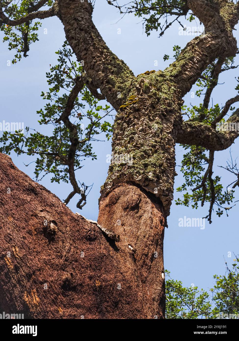 Tronc de liège récolté au Portugal. Quercus suber, appelé le chêne-liège, avec écorce isolante. Plante Evergreen, famille des Fagaceae, section Cerris. Banque D'Images